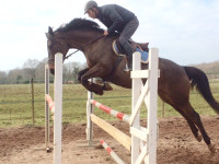 Vente de cheval : Athina Phir